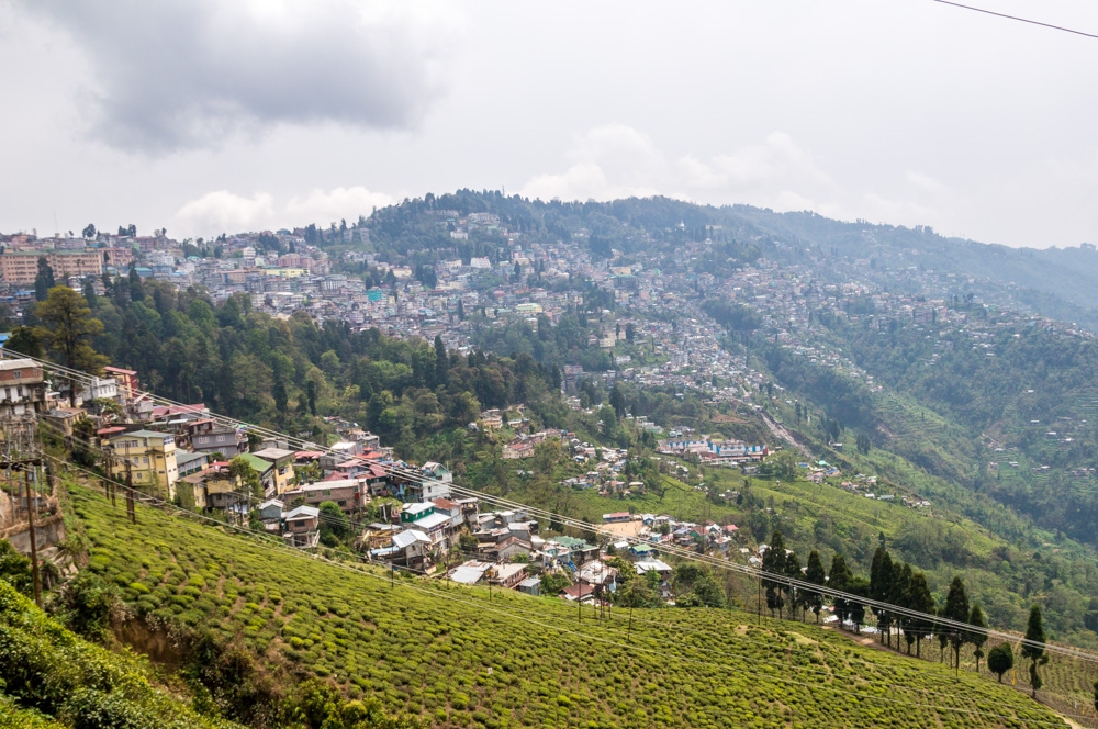 Darjeeling y los campos de té