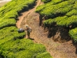Trabajando en la plantación de té, Munnar
