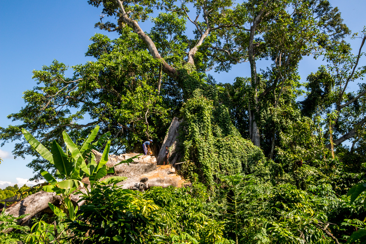 El descomunal Banyan Tree, Munduk