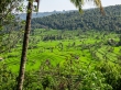 Terrazas arroceras en Bali