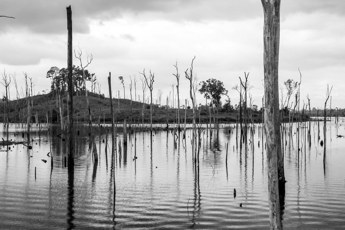 Pantanos y troncos muertos en B/N, Thakhek Loop