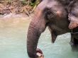 Elefante currando, Tad Se, Luang Prabang