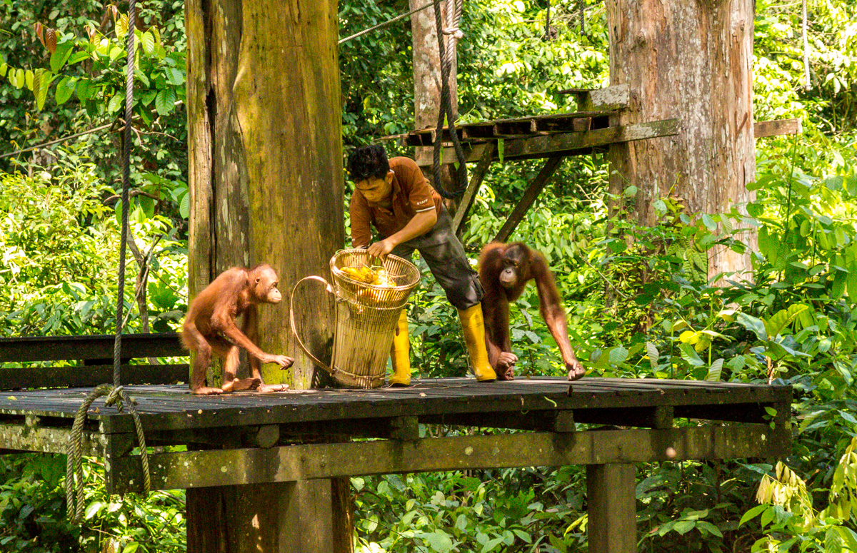 Hora de comer, reserva de orangutanes, Sepilok
