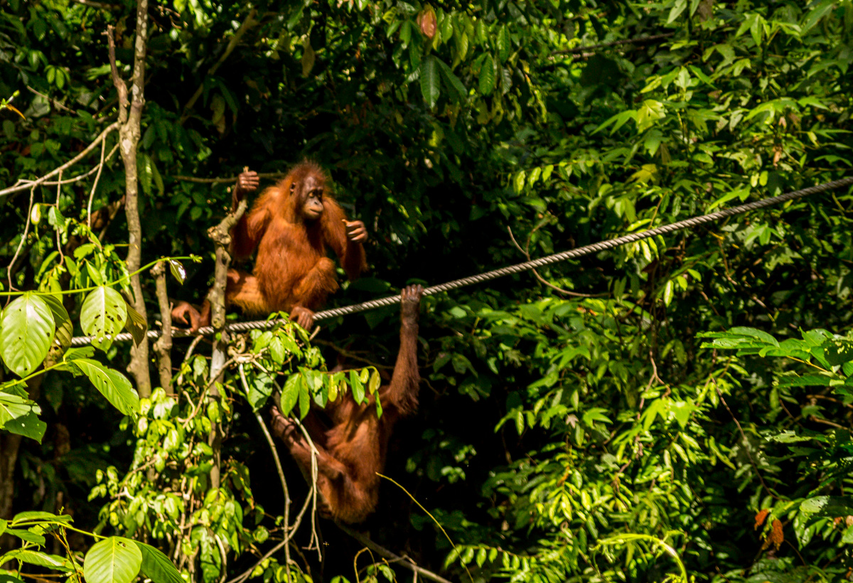 Orangutanes en la reserva de Sepilok