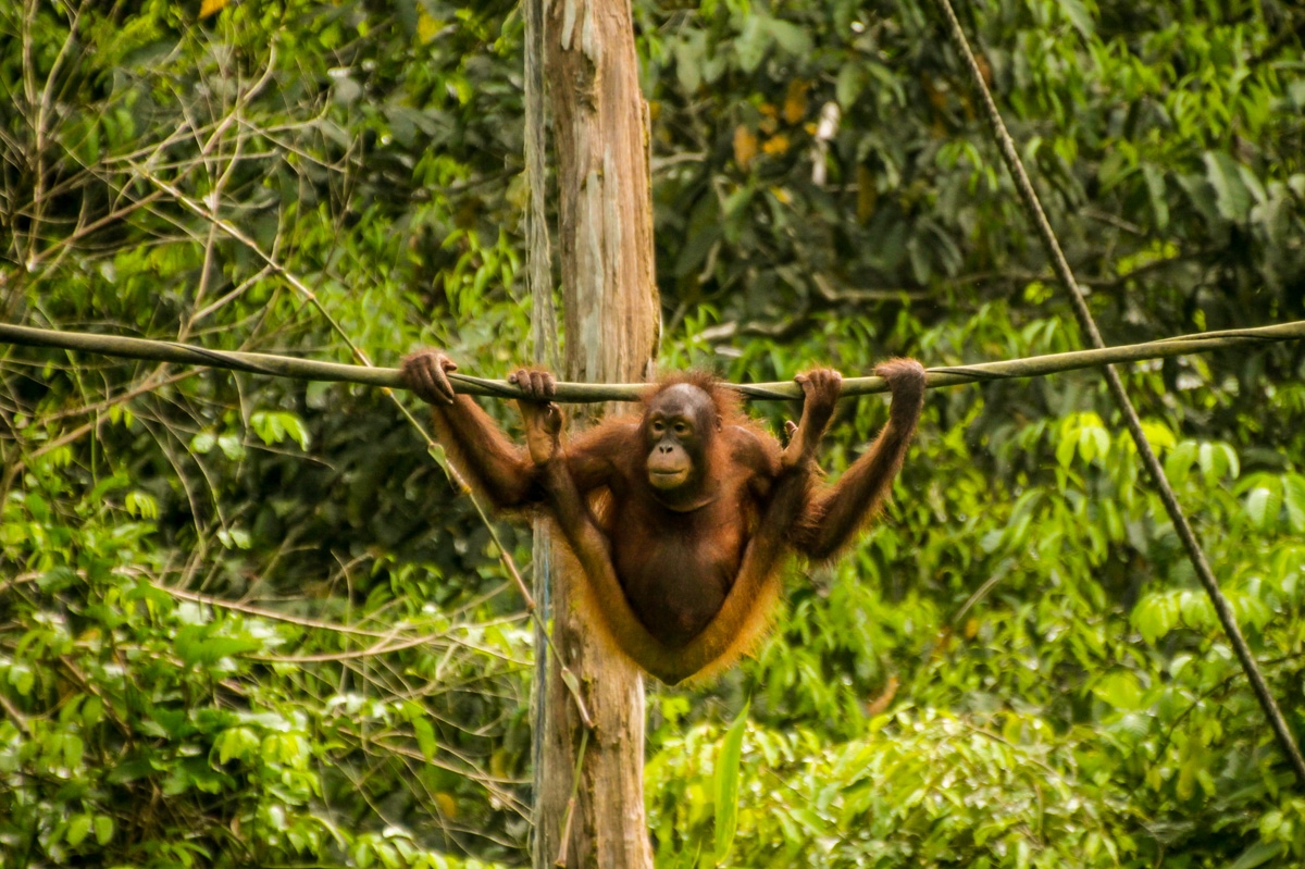 En la cuerda floja, orangutanes de Sepilok