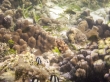 Fondos de corales alrededor de Mabul