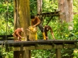 Hora de comer, reserva de orangutanes, Sepilok