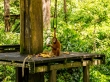 Os veo, os estoy viendo. Reserva de orangutanes de Sepilok