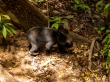 El oso malayo, Sepilok