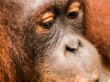 Sifi, el orangután que campaba a sus anchas, Sepilok
