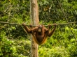 En la cuerda floja, orangutanes de Sepilok
