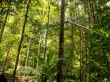 Pasarelas que suben y suben, canopy en Taman Negara