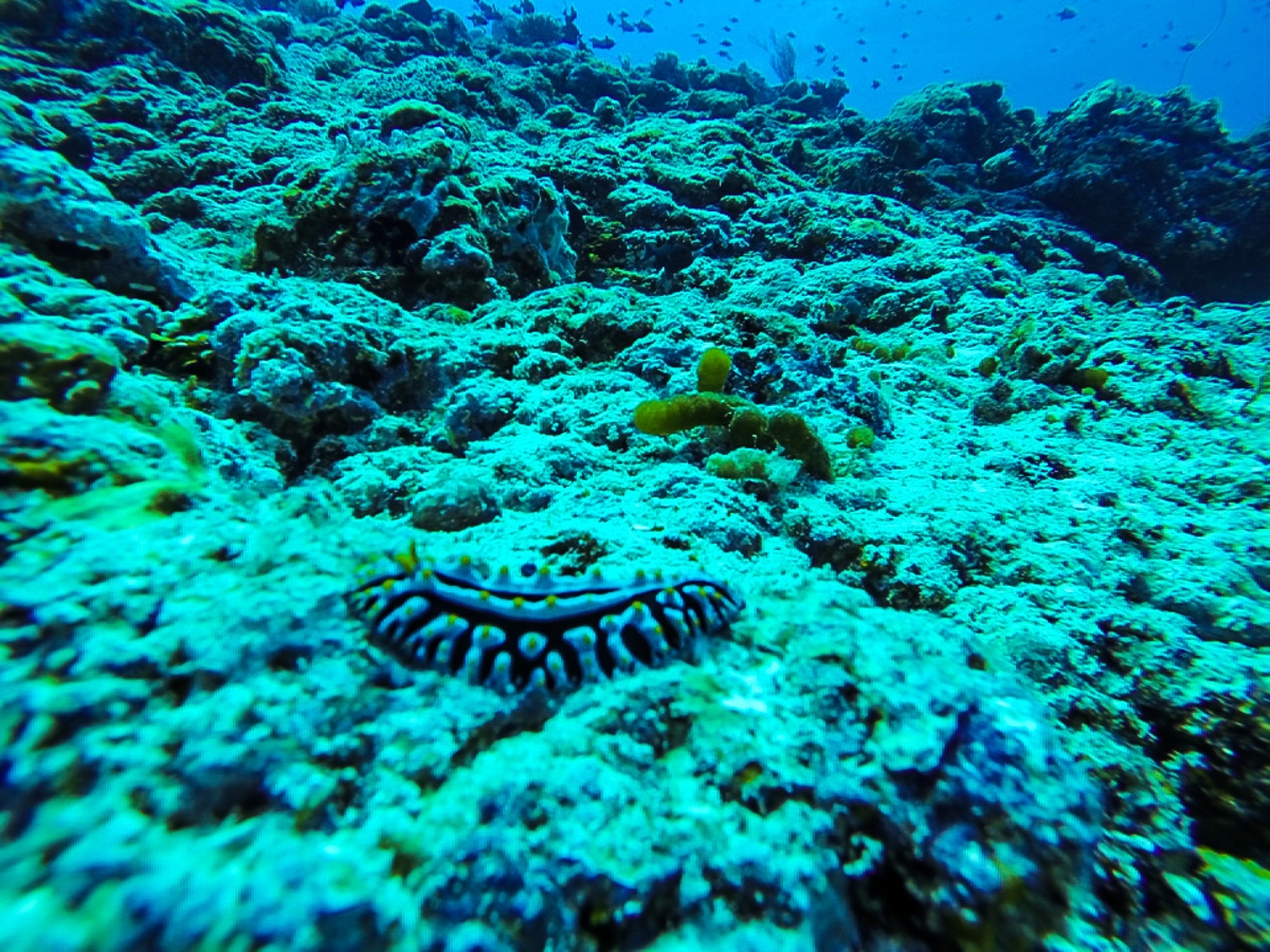 Nudibranquio maldivo