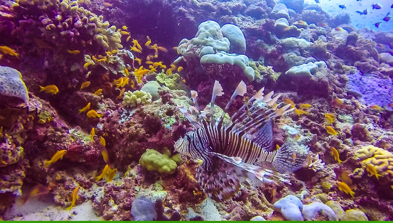 Lion Fish. Buceo en Guraidhoo, Maldivas