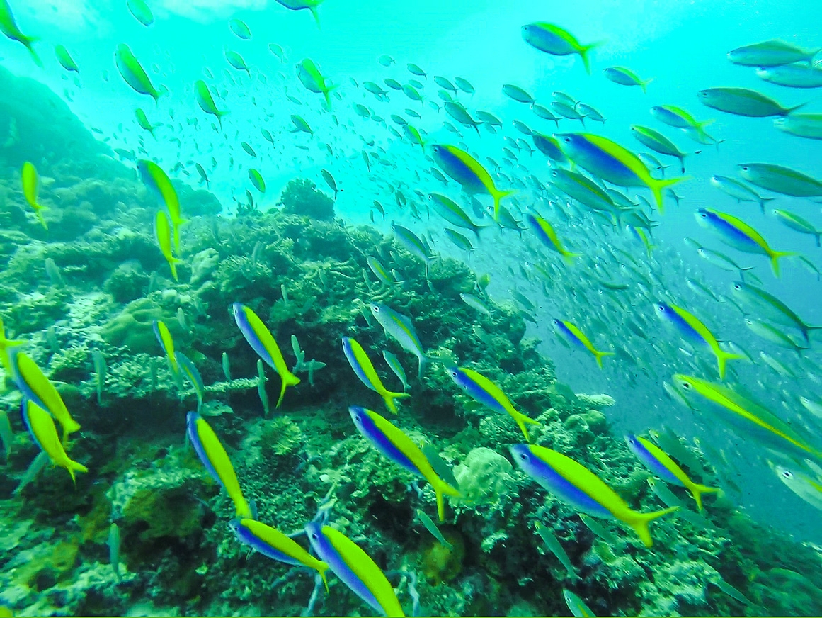 Muchos colores bajo el mar. Guraidhoo, Maldivas