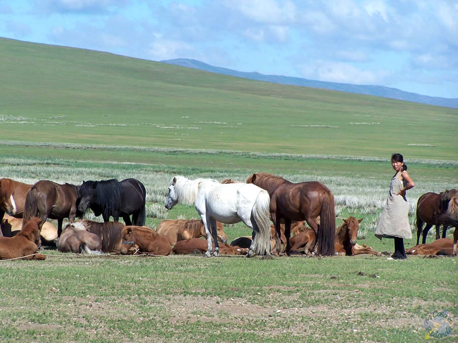 En la campiña mongola