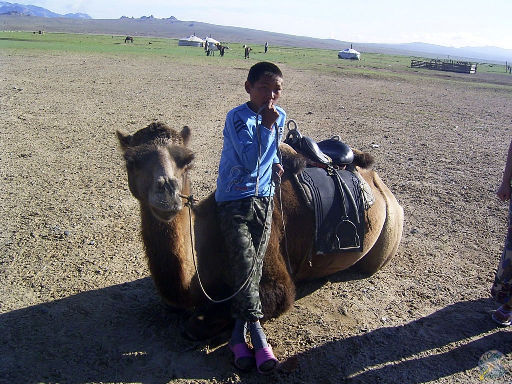 Camellos mongoles
