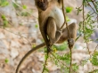 Monos en busca de comida
