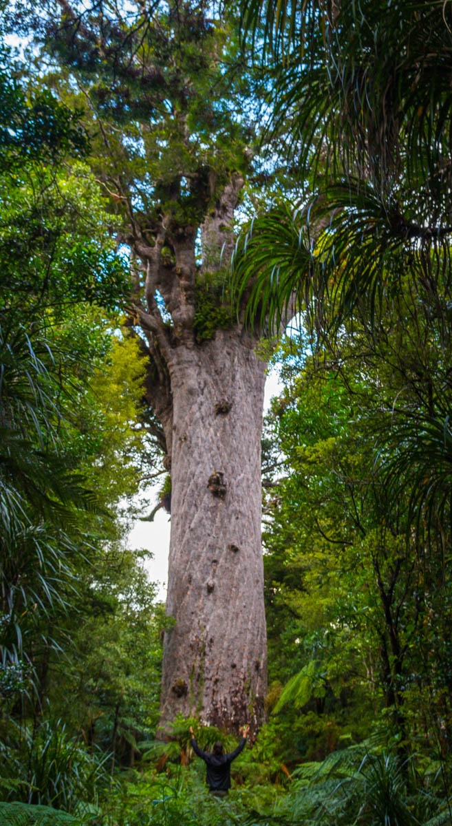 Tane Mahuta (aún estaba lejos de mí), Waipoua Forest, Northland