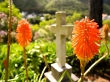 Tumba entre flores, en el Wellington Memorial Park
