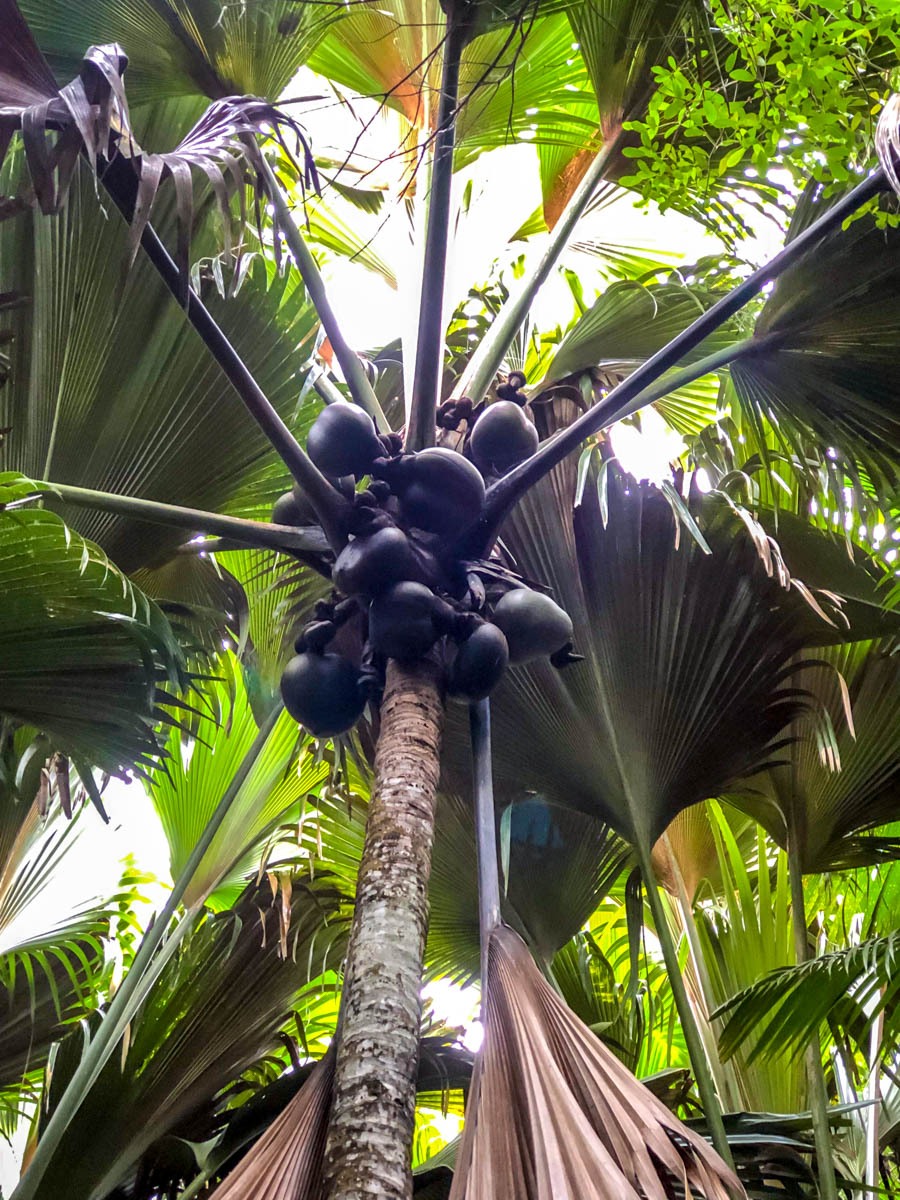 Coco de Mer, autóctono de Seychelles y su símbolo nacional