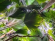 Densa vegetación en el interior de Seychelles