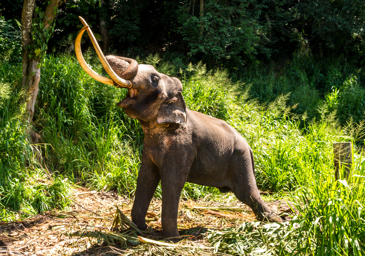 Elefante de los militares en Kandy