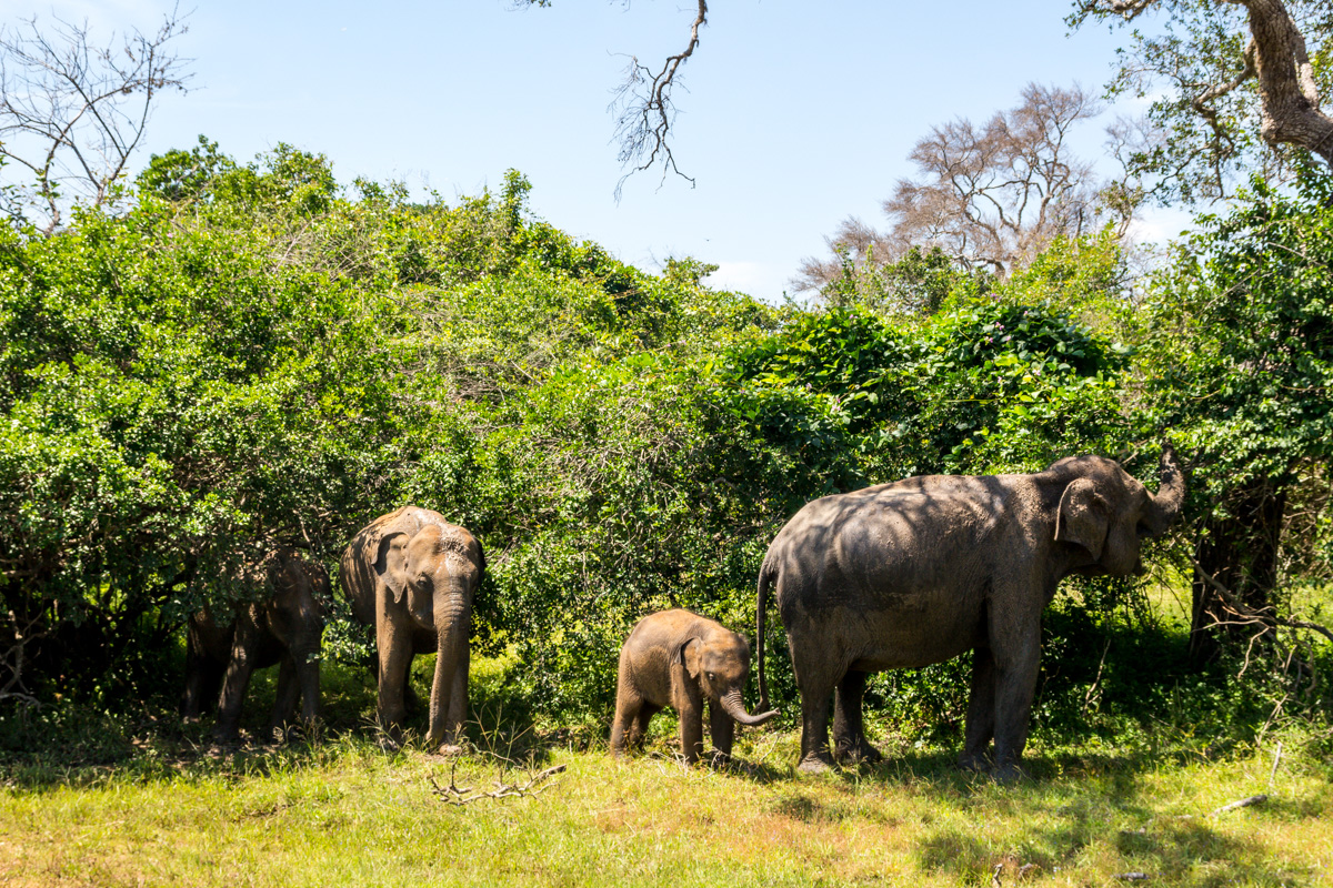 Familia de elefantes, Yala