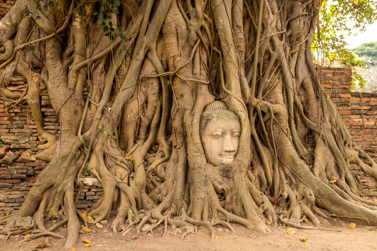 La famosa cabeza en el Wat Maha That, Ayutthaya