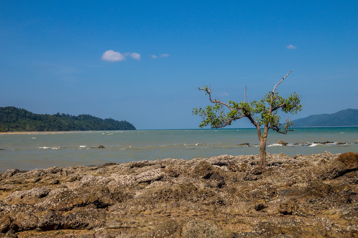 El árbol solitario, Koh Phayam