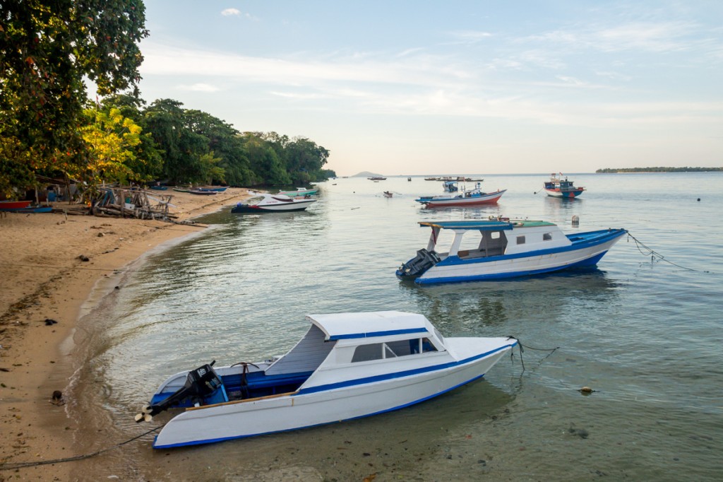 Bunaken y Tangkoko, peces y tarseros