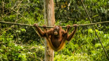 Mabul y Sepilok, buceo y orangutanes