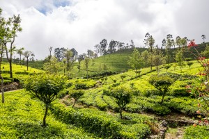 Kandy, Haputale y Ella, la Sri Lanka montañosa Kandy, Haputale y Ella