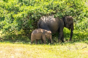 De safari en Yala De Safari en Yala