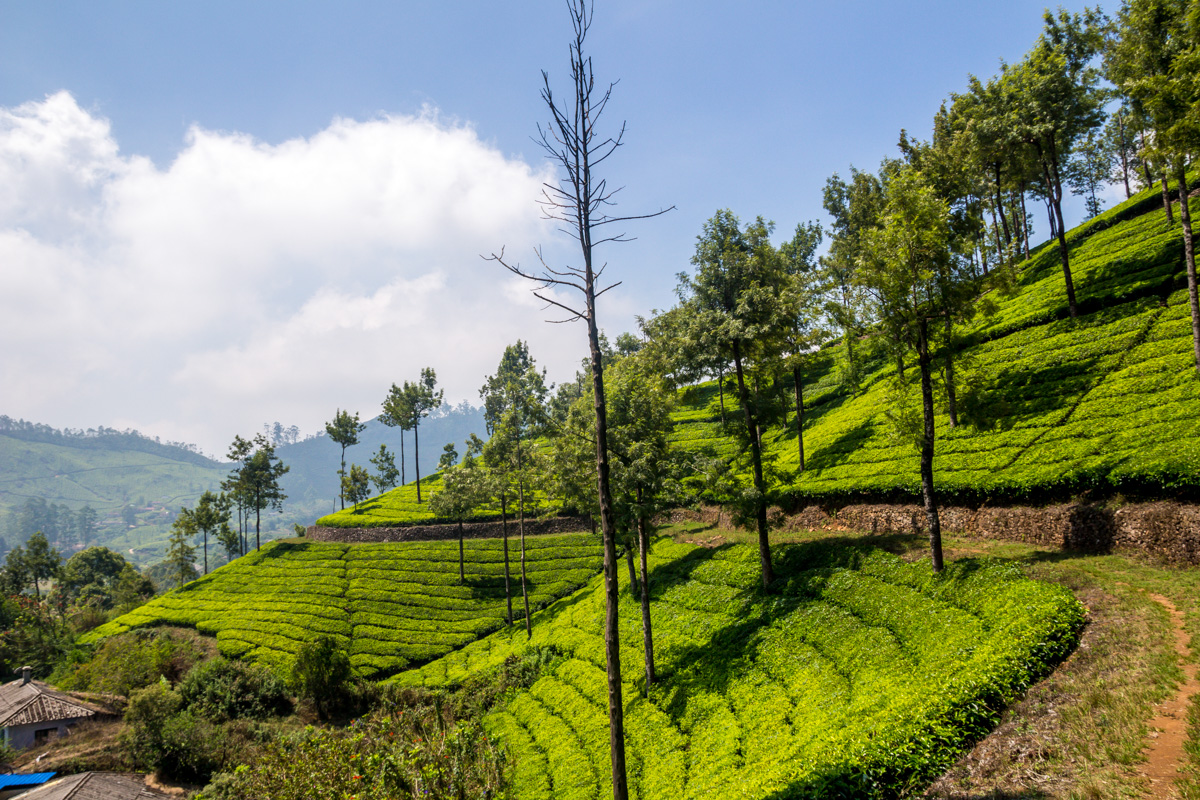 Munnar y los mares verdes de té