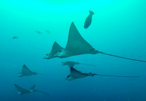 Bucear en Maldivas. Guraidhoo, paraíso submarino Bucear en Maldivas. Guraidhoo, paraíso bajo el agua