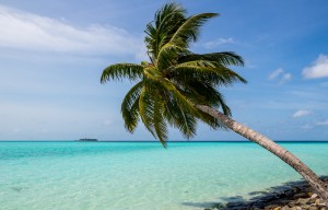 Palmera con resort de fondo, Mathiveri